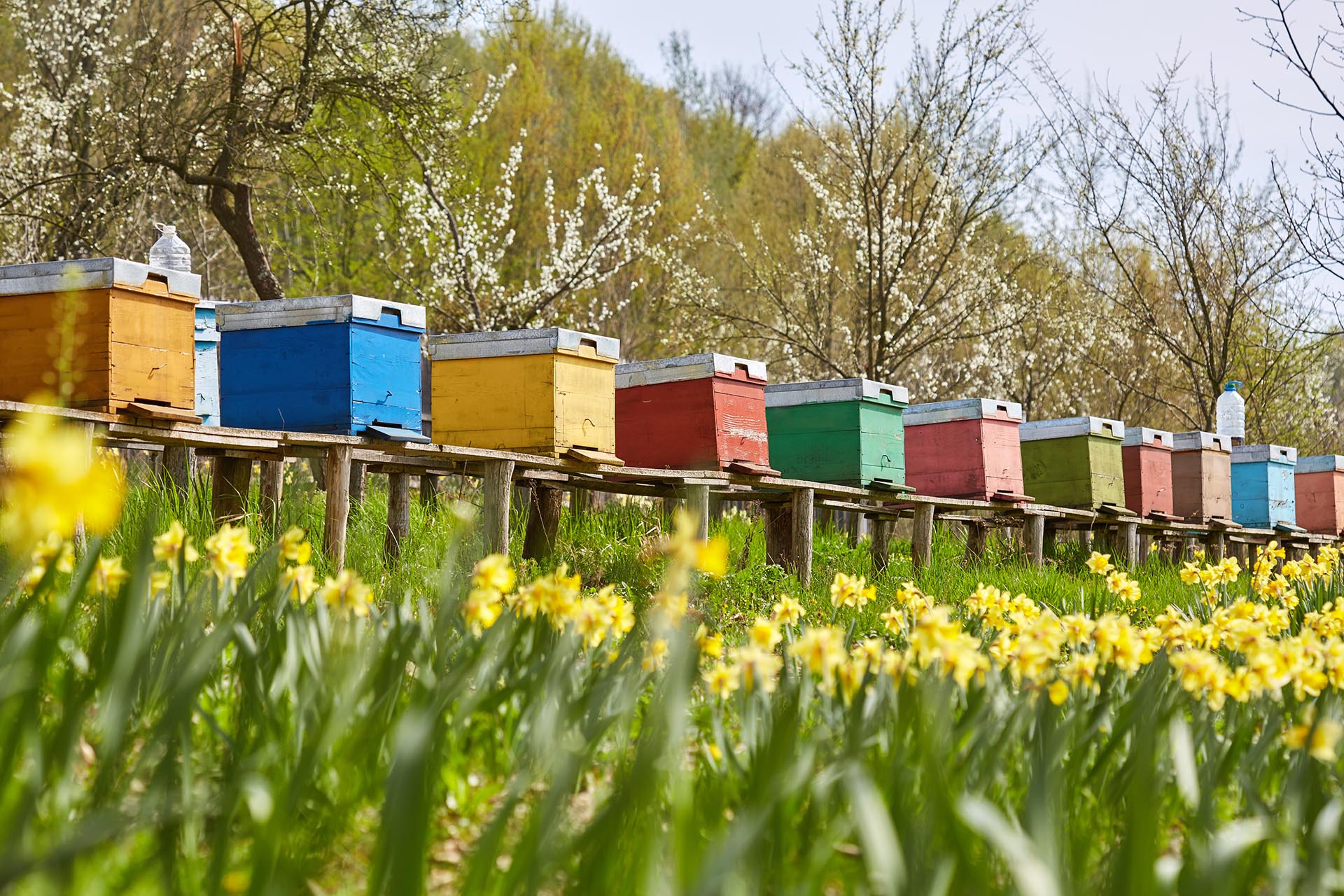 Blossom and Buzz Beekeeping